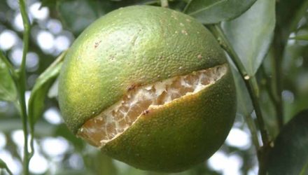 ترک خوردن مرکبات