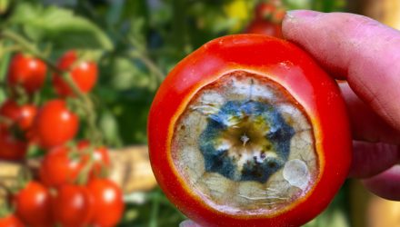 blossom-end-rot-tomatoes